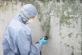 Best Water Damage & Mold Remediation  in Francisville, KY